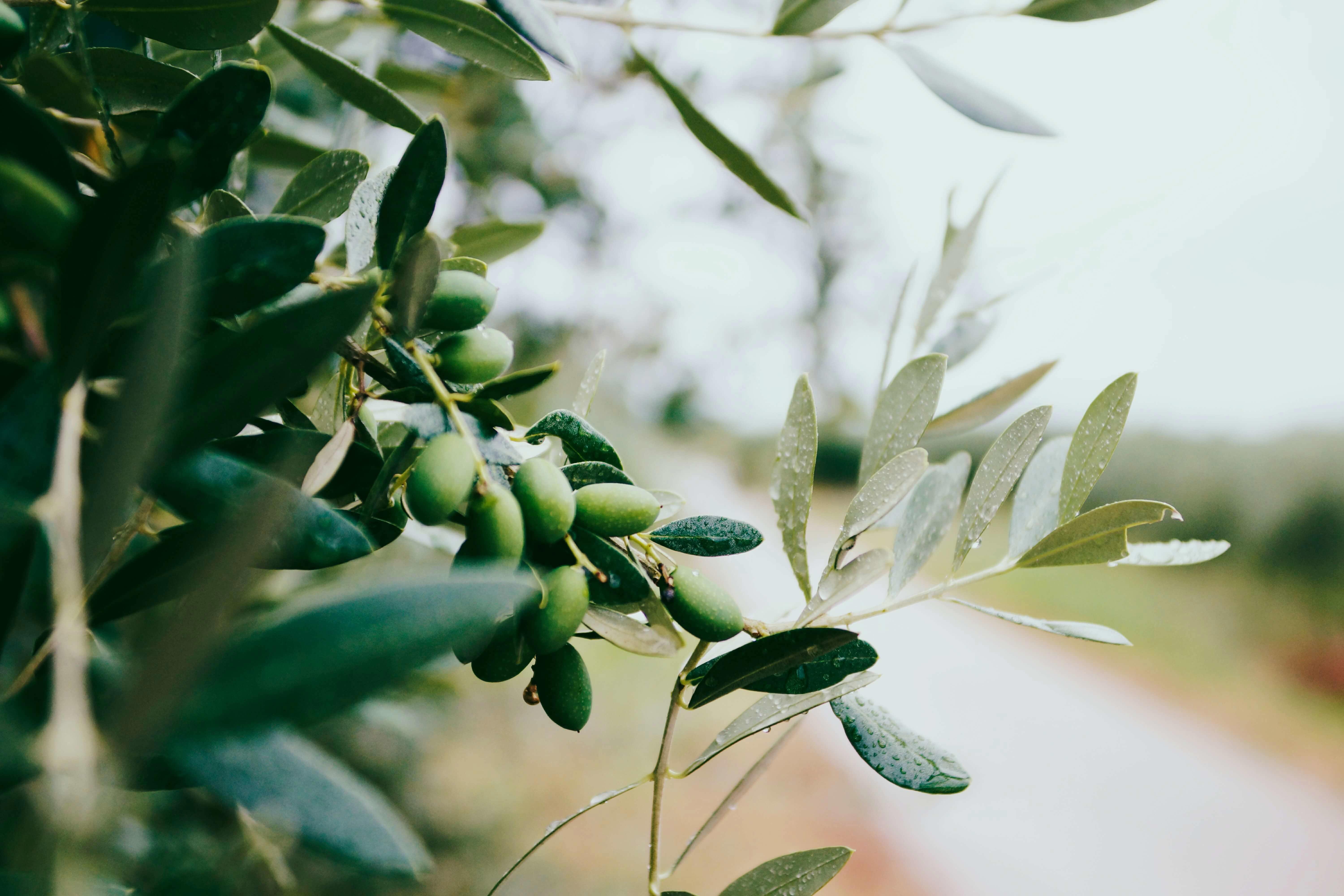 Olive-Museum