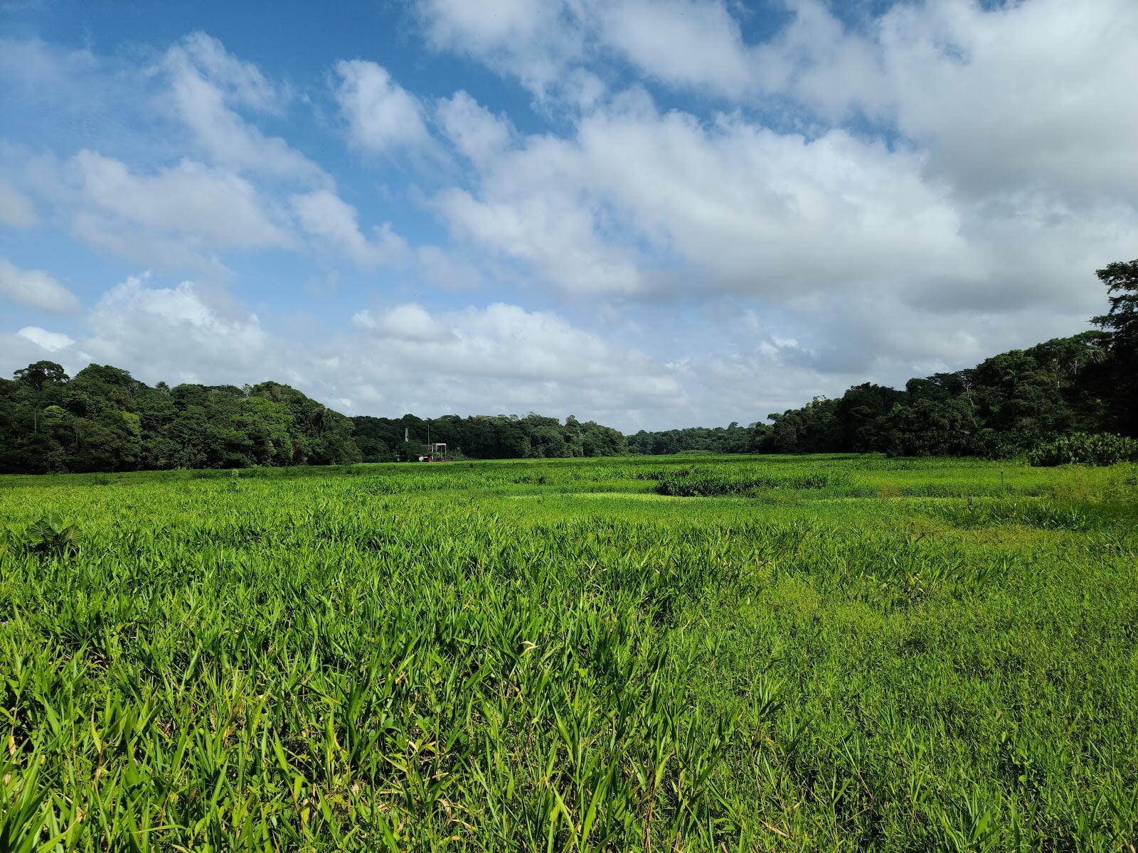 Parque Estadual do Utinga Camillo Vianna