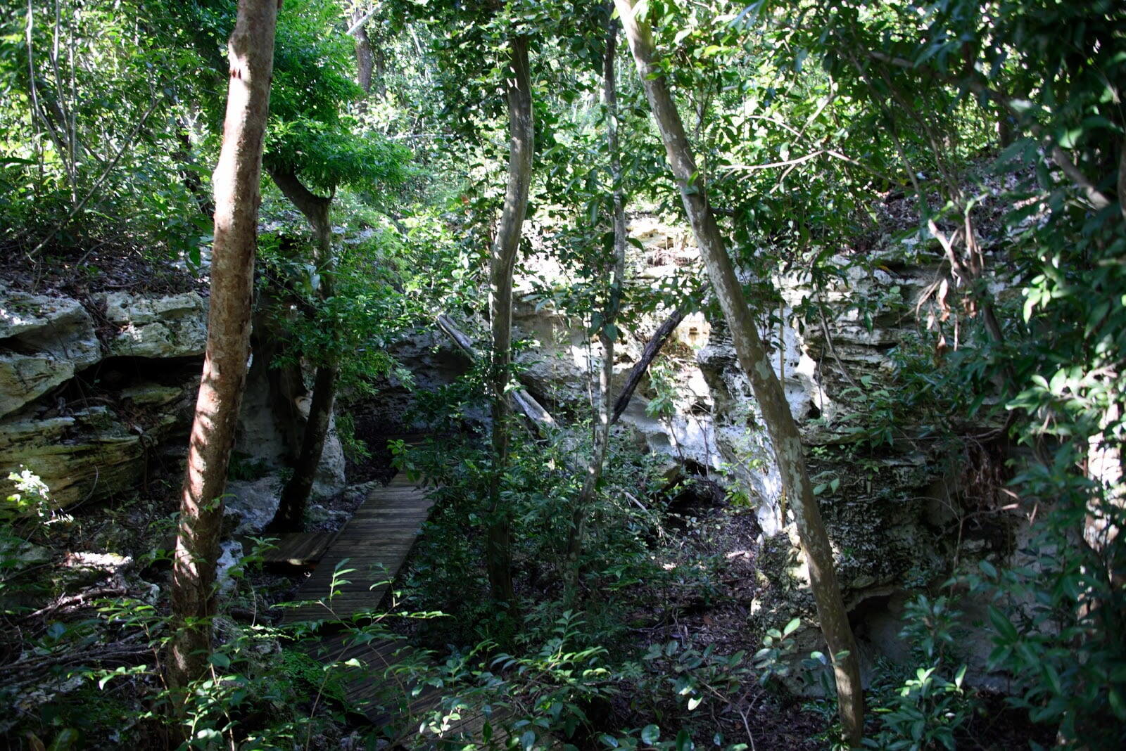 Primeval Forest National Park