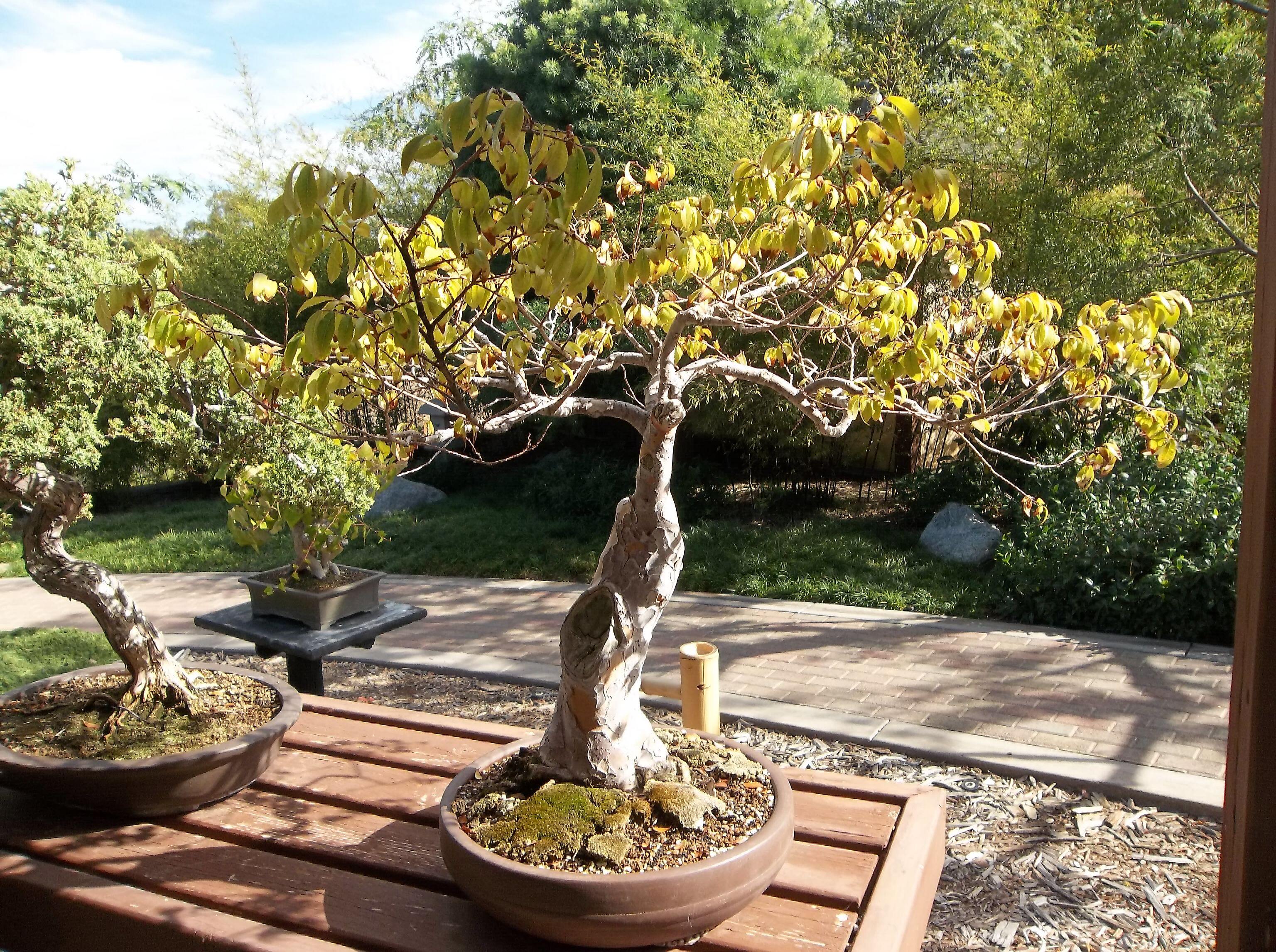 Balboa Park Japanese Garden