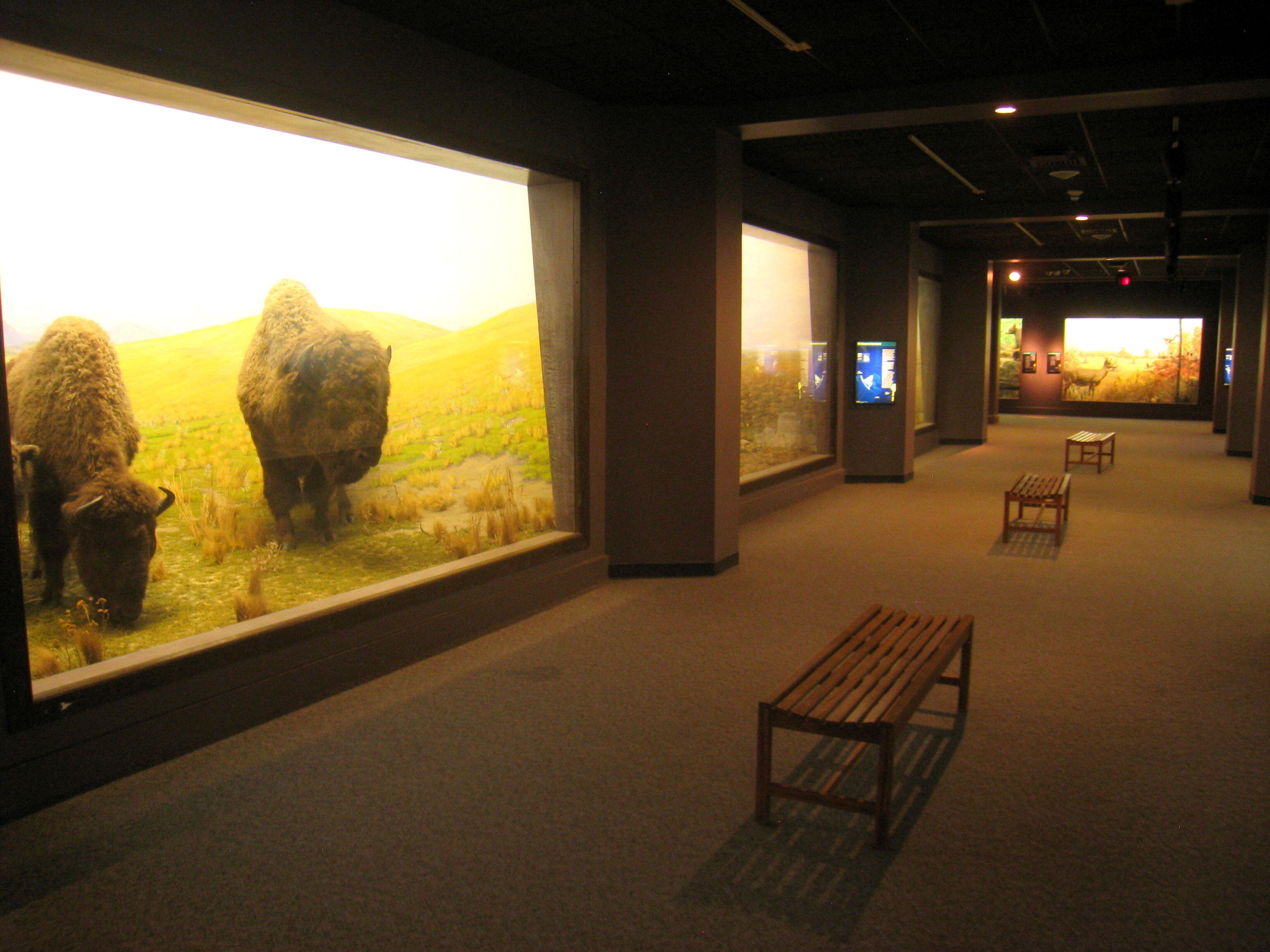 Exhibit in the Academy of Natural Sciences, 1900 Benjamin Franklin Parkway, Philadelphia, Pennsylvania, USA. Photography was permitted in this area of the museum without restrictions.