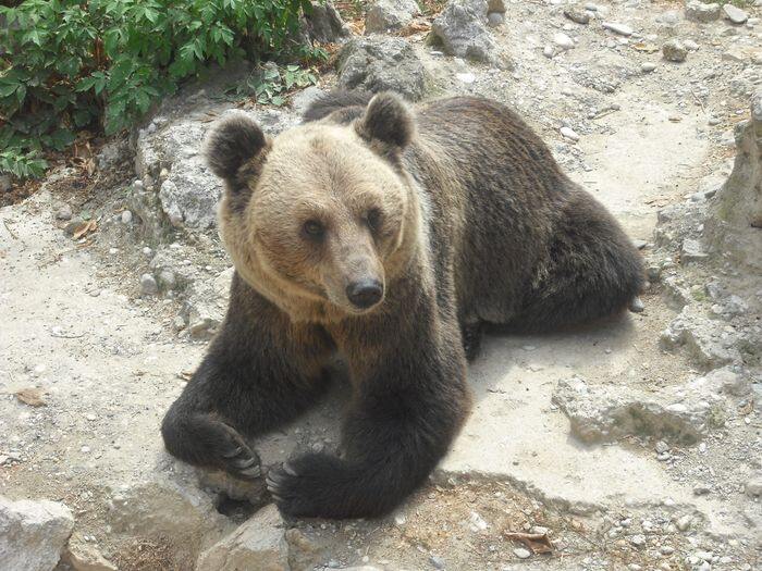 Skopje Zoo