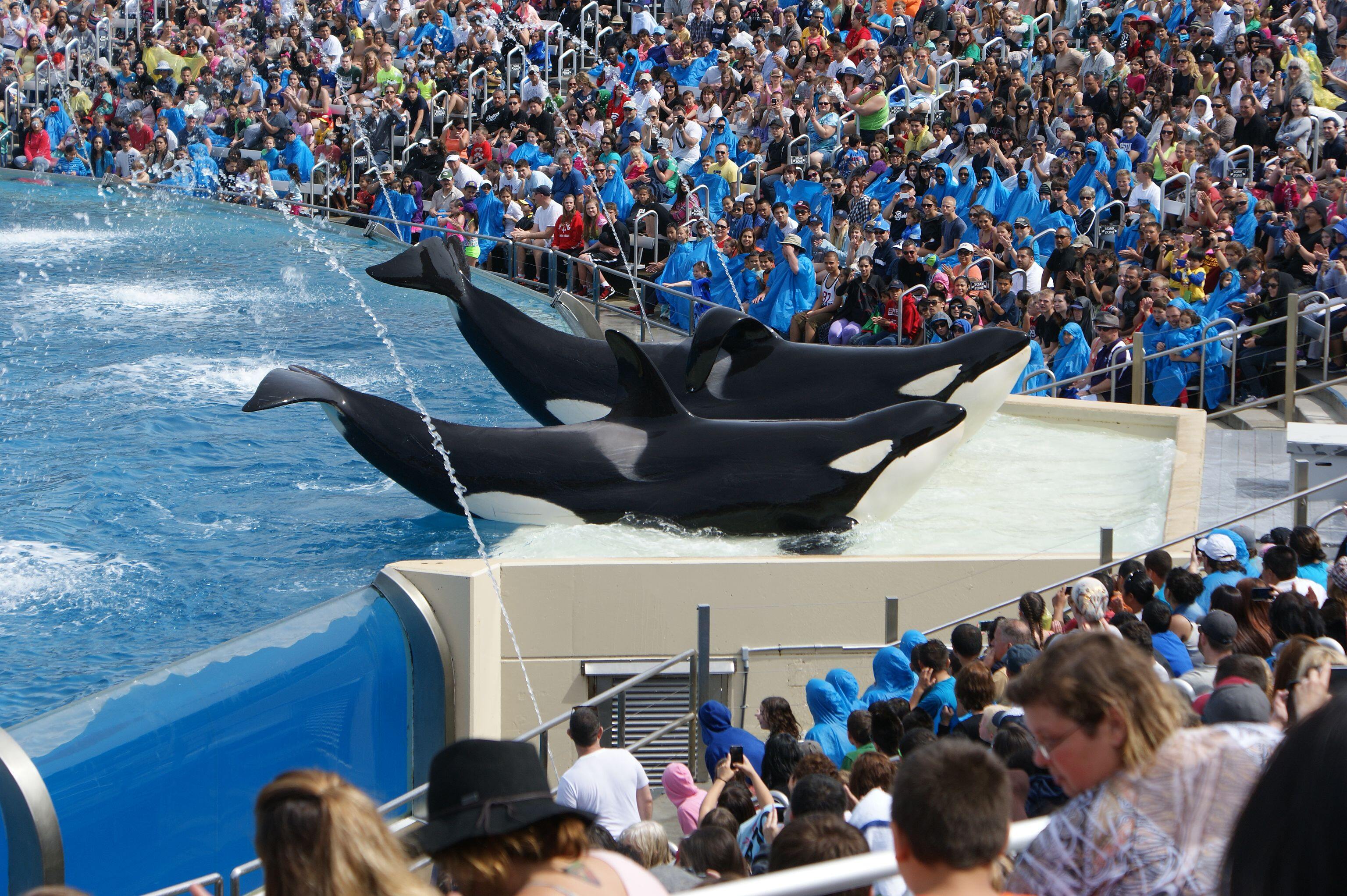 Schwertwal im SeaWorld in San Diego