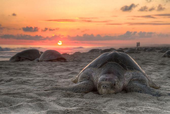 Playa Tortugas