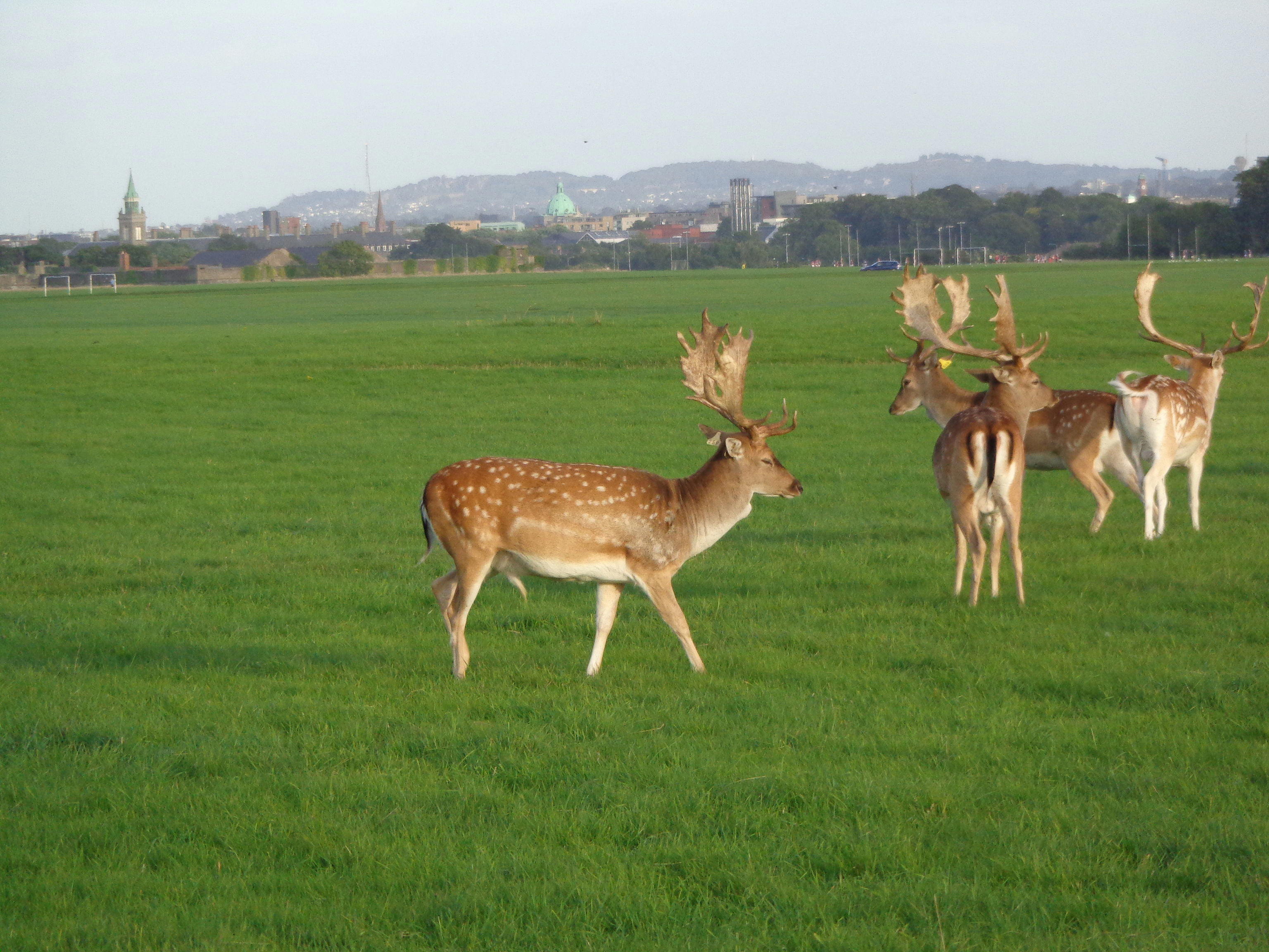 Phoenix Park