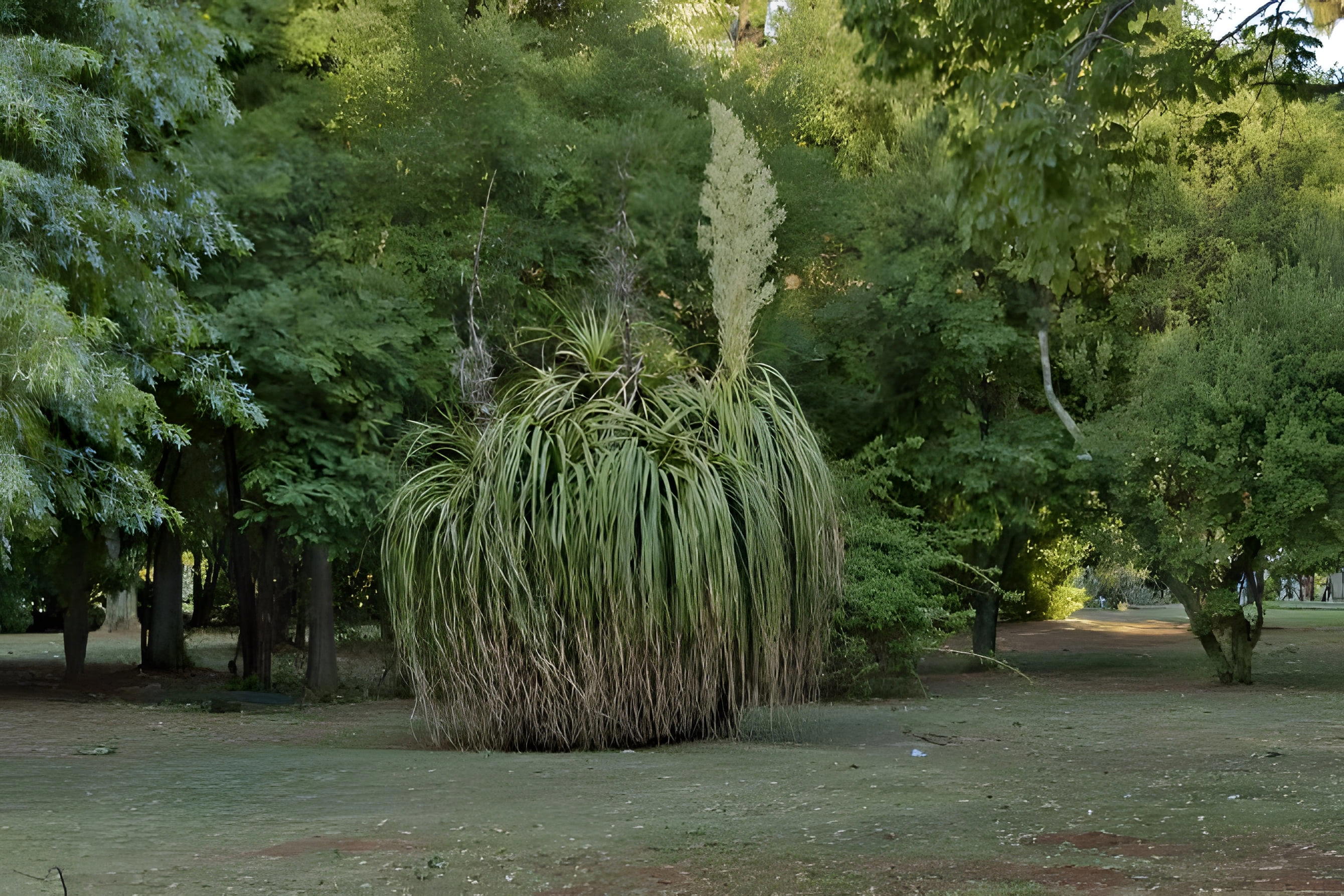 Johannesburské botanické záhrady