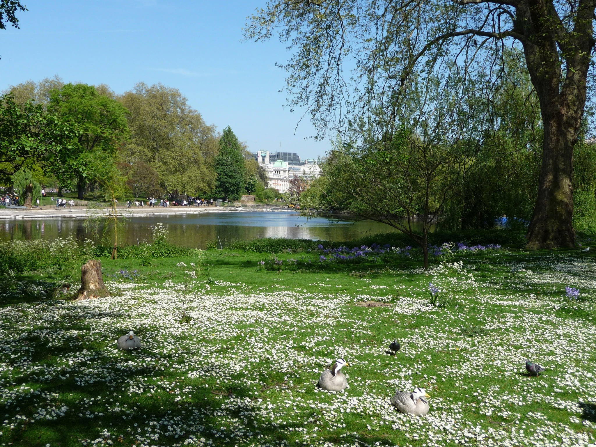 St. James's Park v Londýně