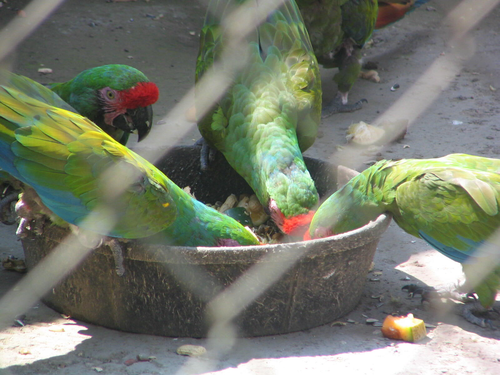 Four Military Macaw's feeding in a zoo.