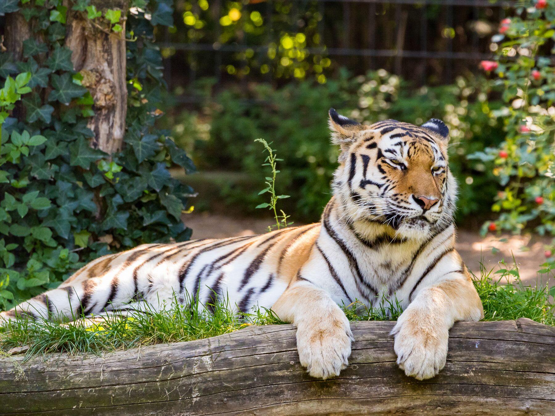 Kolínská zoologická záhrada