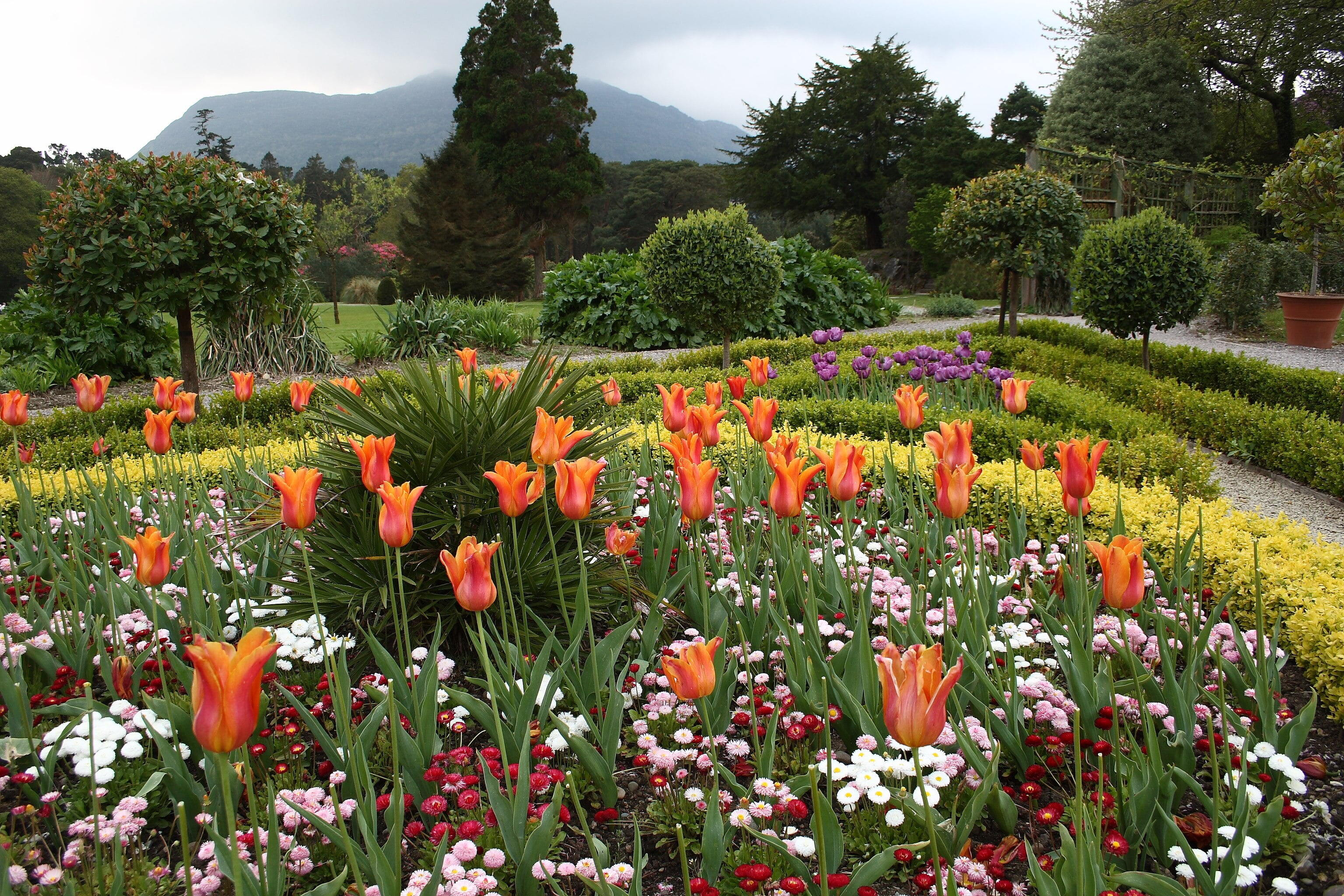 Killarney - Flower Garden at Muckross House, with mountains in distance