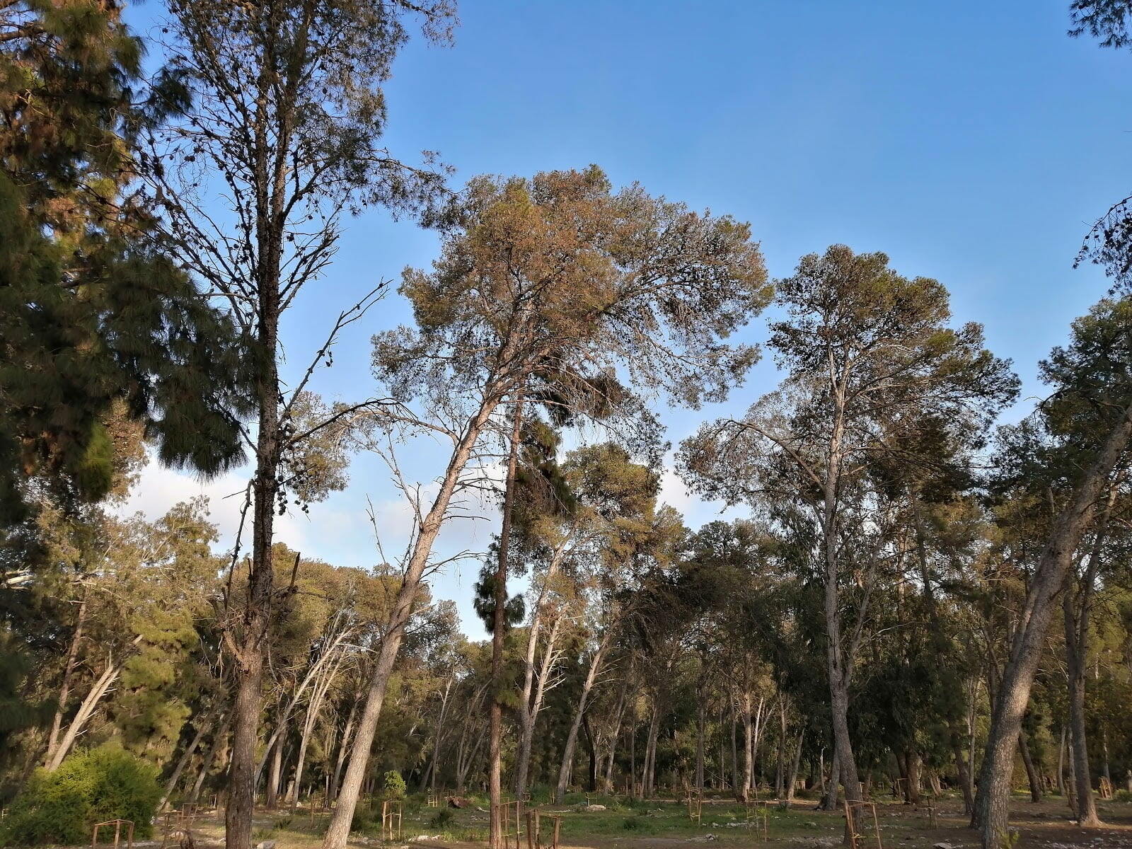 Bouskoura forest