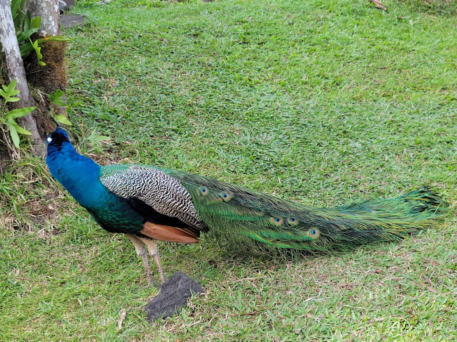 Panaewa Rainforest Zoo and Gardens