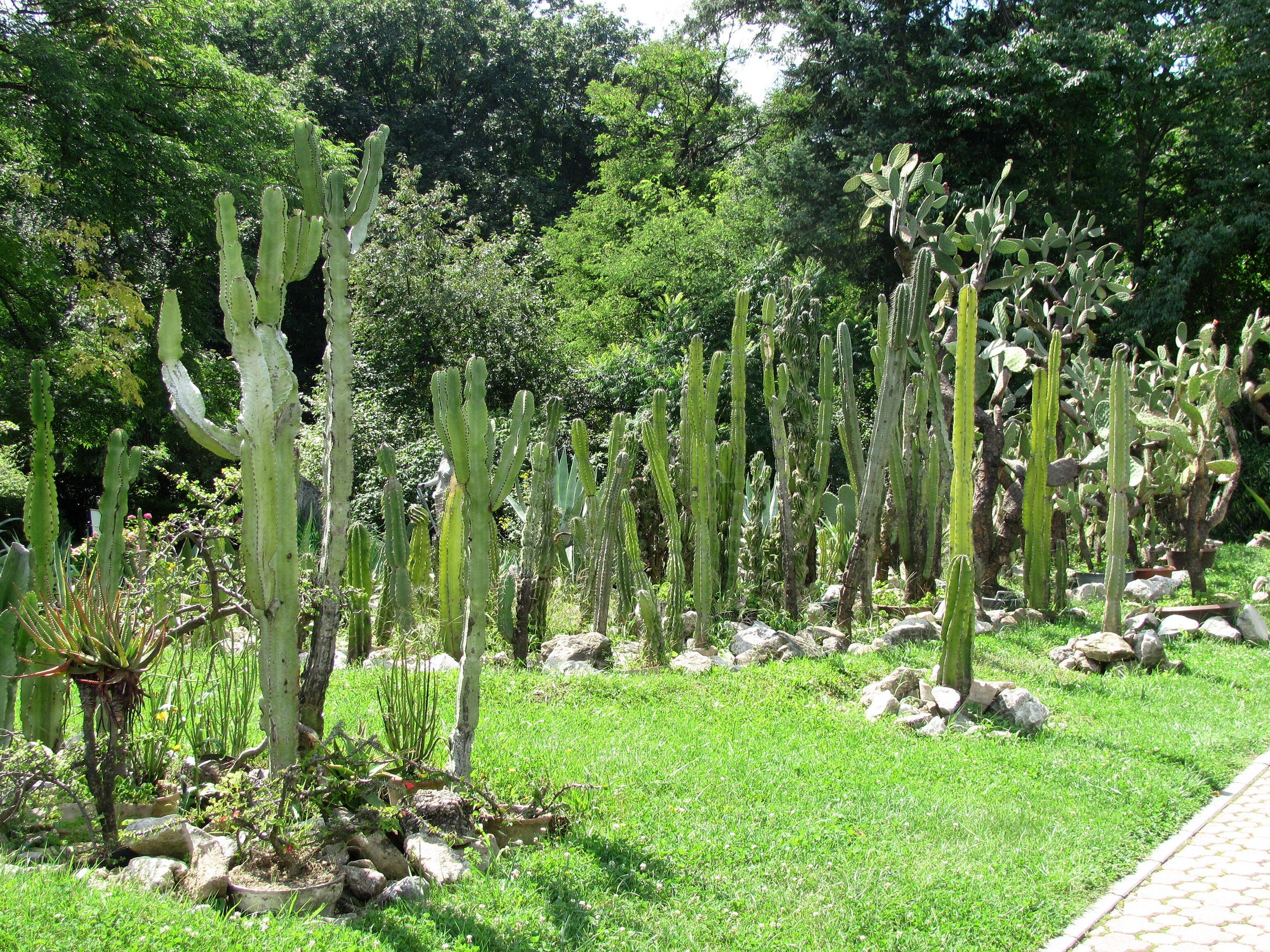 Cluj-Napoca - Grădina Botanică "Alexandru Borza"