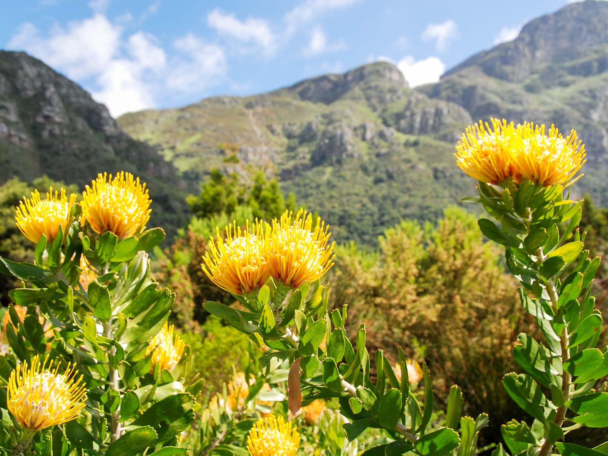 Národná botanická záhrada Kirstenbosch