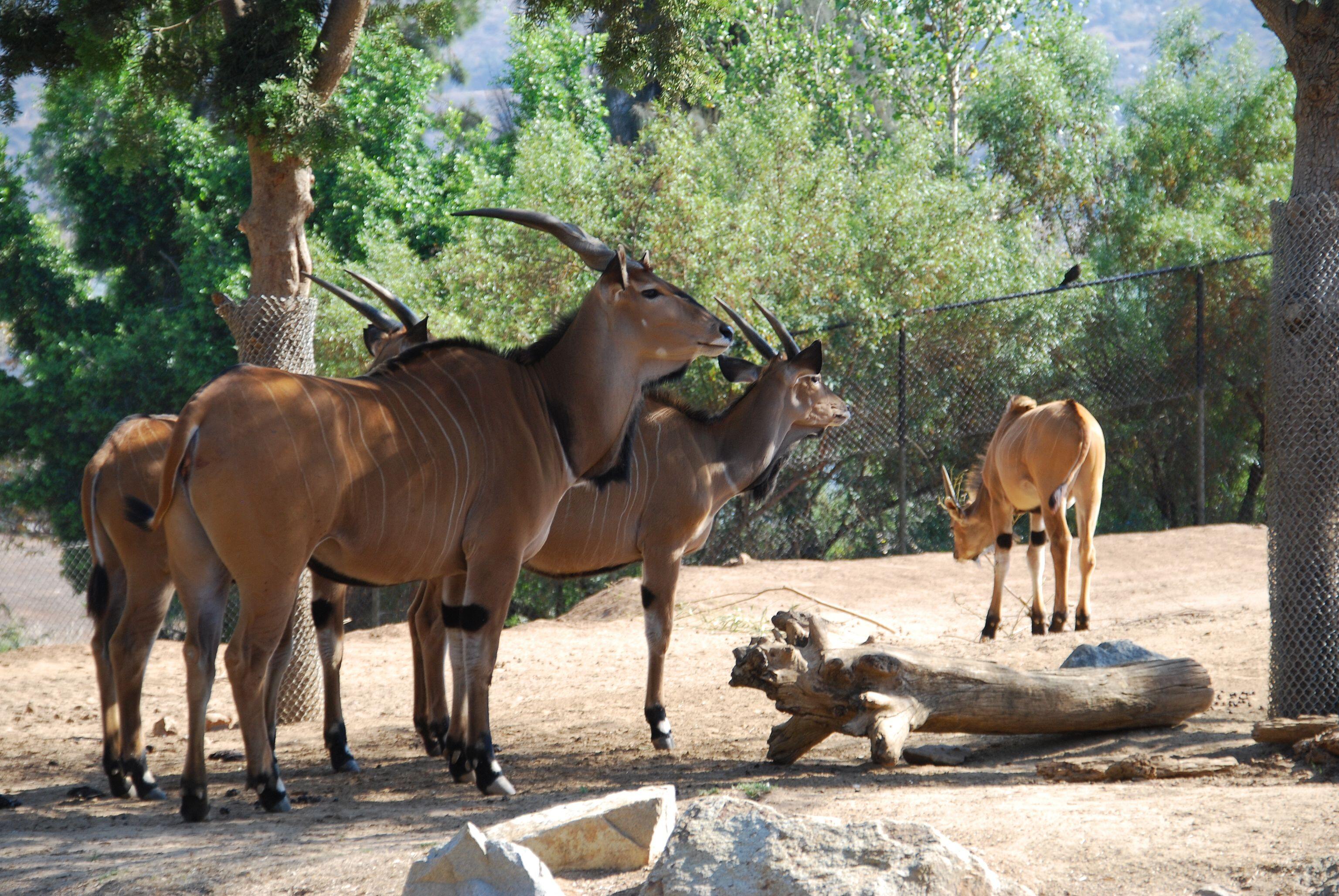 San Diego Zoo Safari Park