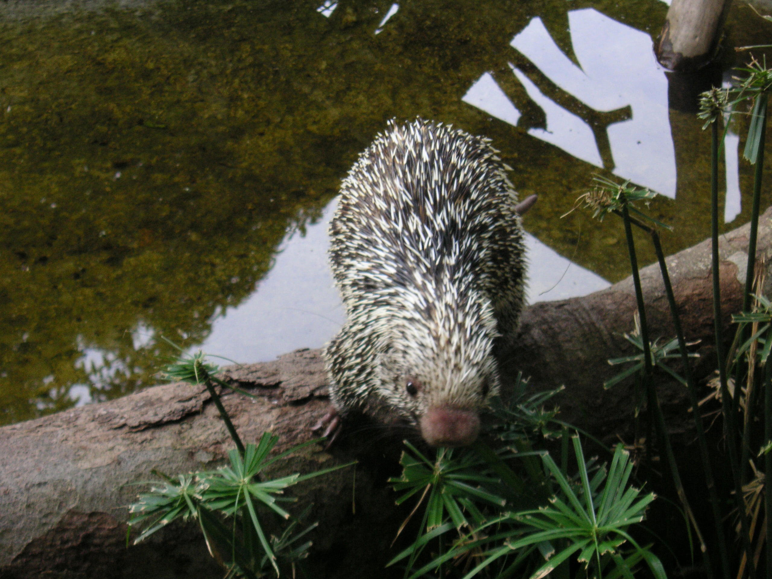 El Pinar Zoo