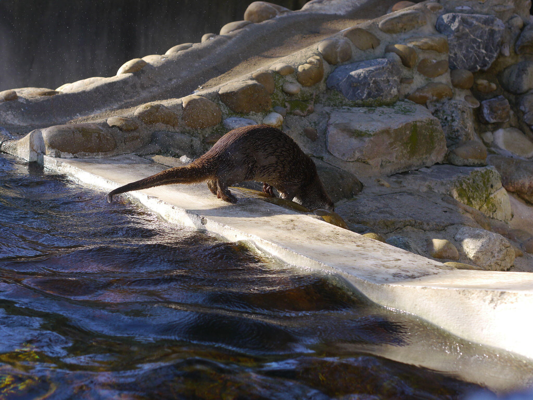 Otter exiting the water, at the zoo of Henri de Lunaret in Montpellier, France.